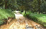山道【サムイ島】